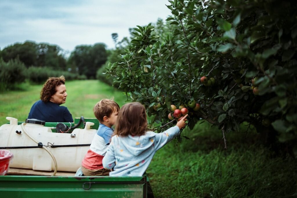 Workers picking apples in an orchard.